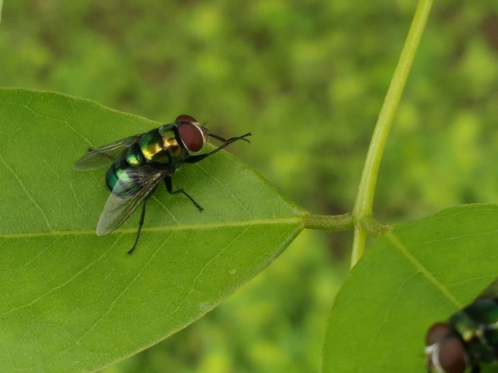 green_gold insect