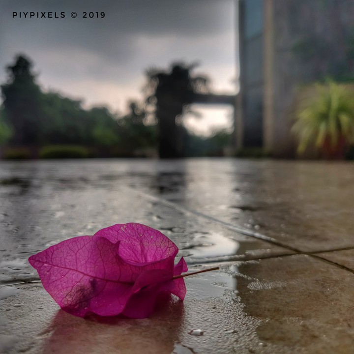 rain