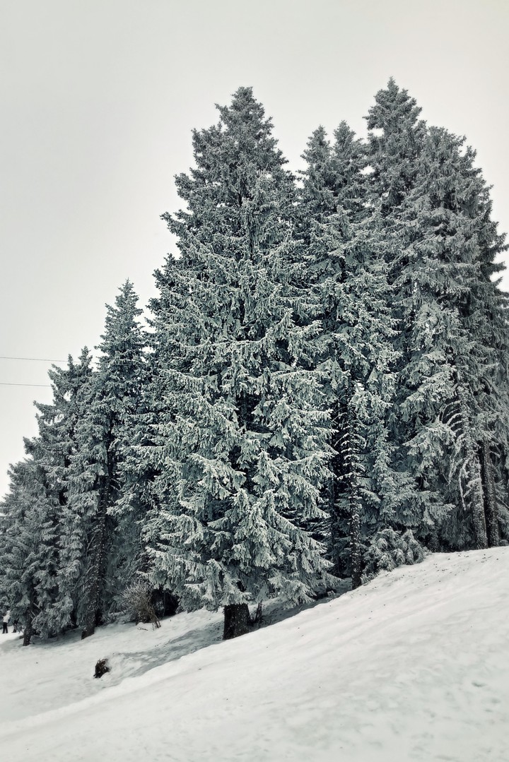 Kopaonik