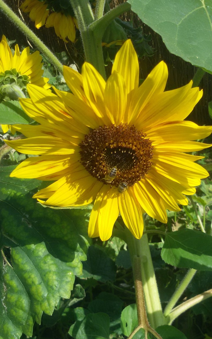 girasole