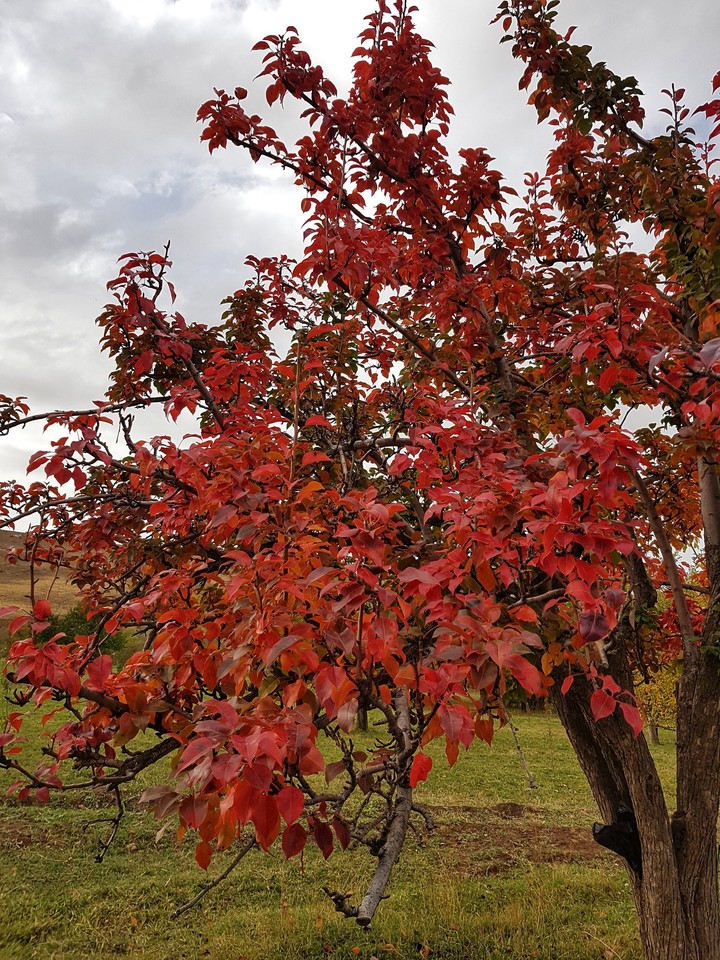 beautiful autumn tree
