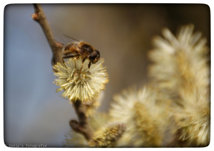 blossom