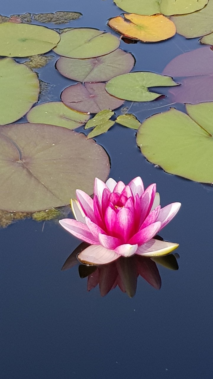 Lily