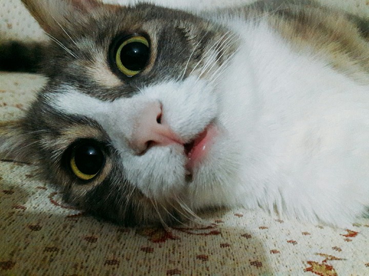 cat
