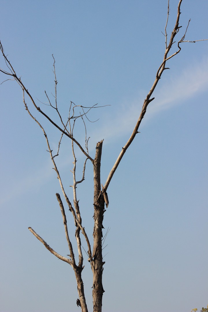 Lonely Tree