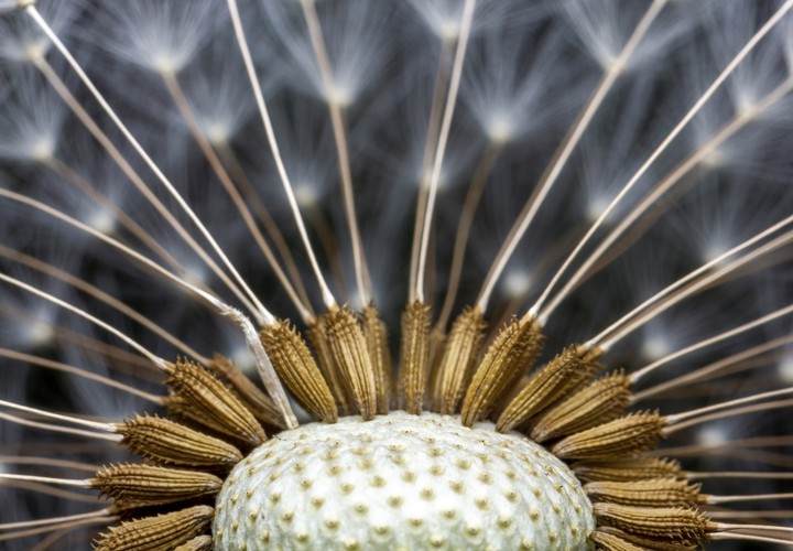 Dandelion