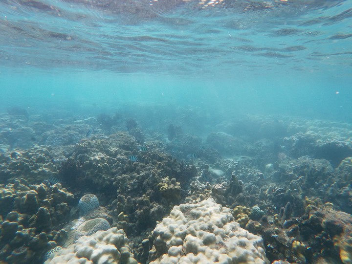 Deep blue sea