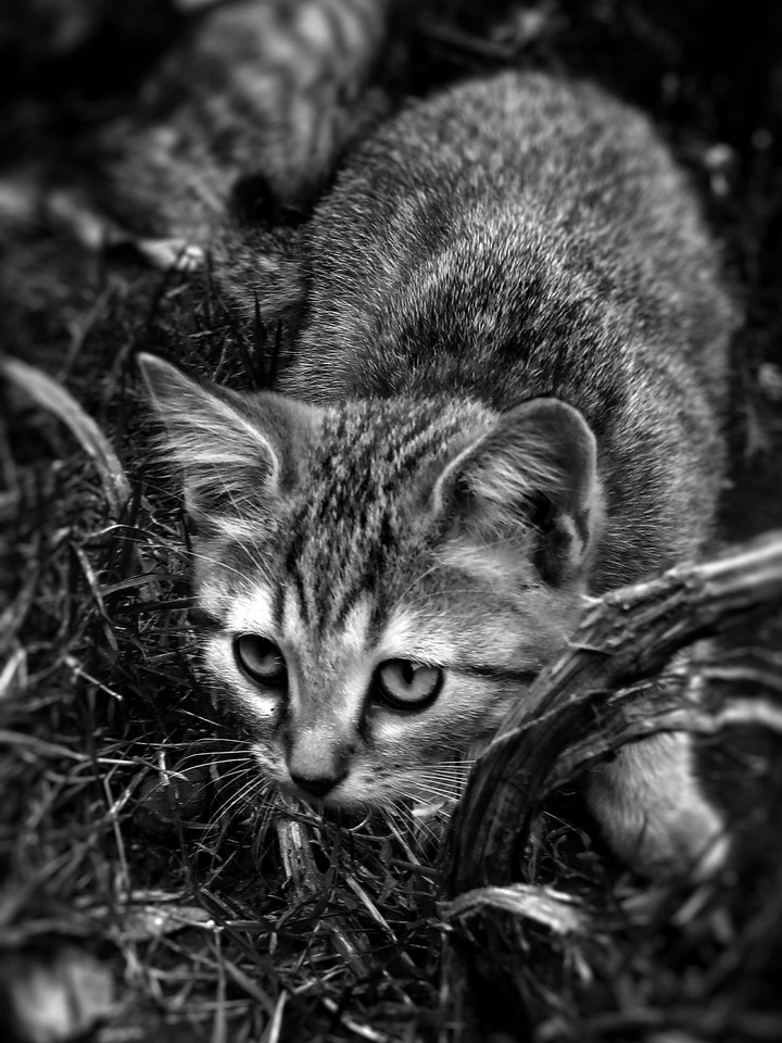 Kitty