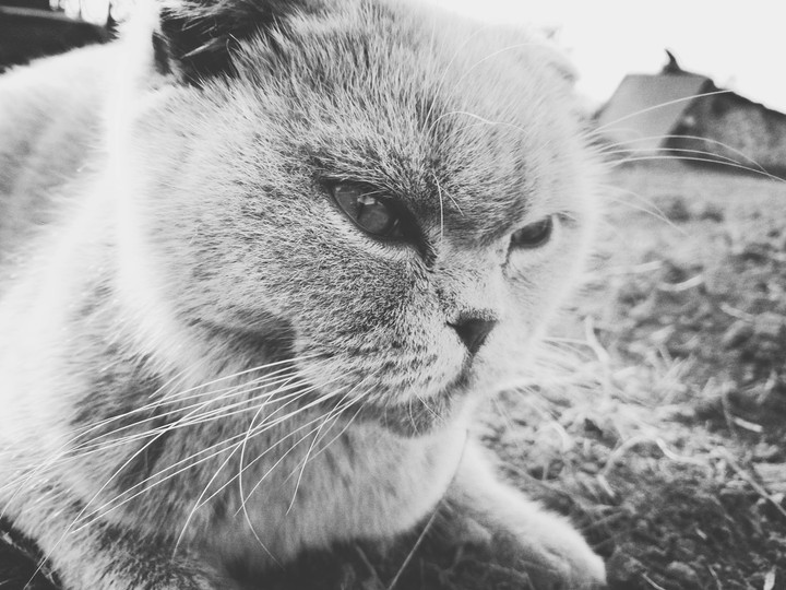 кошка