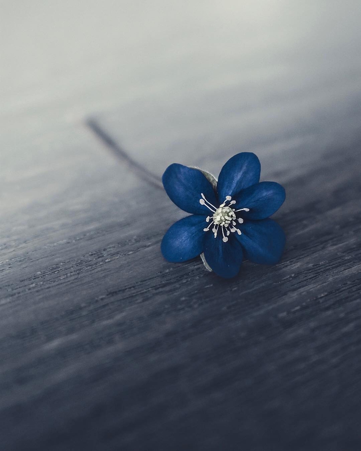 blue♡