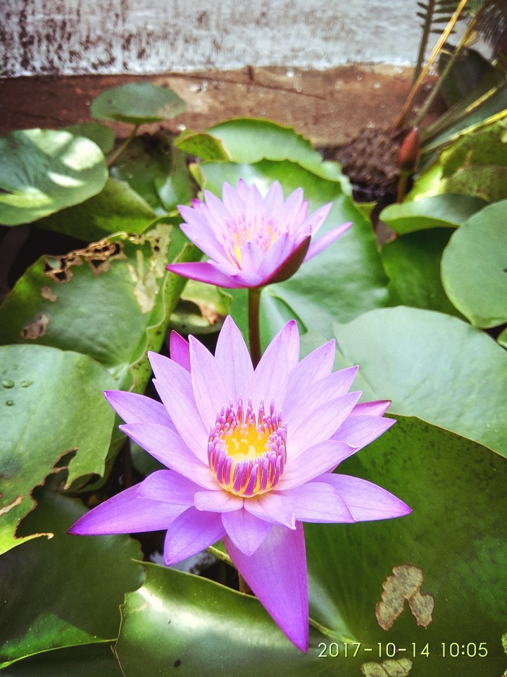 lotus