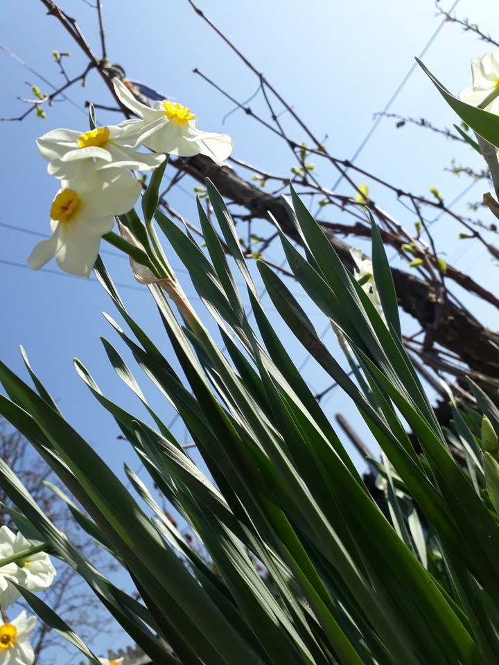 flowers