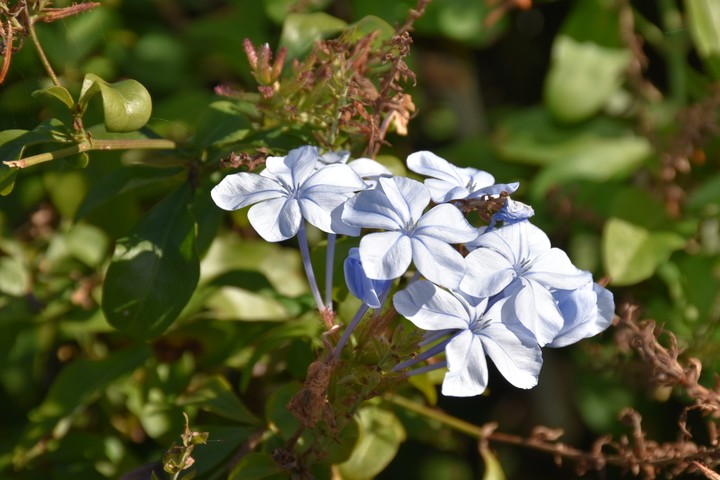 white flowers