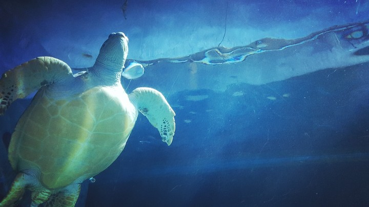 Turtle