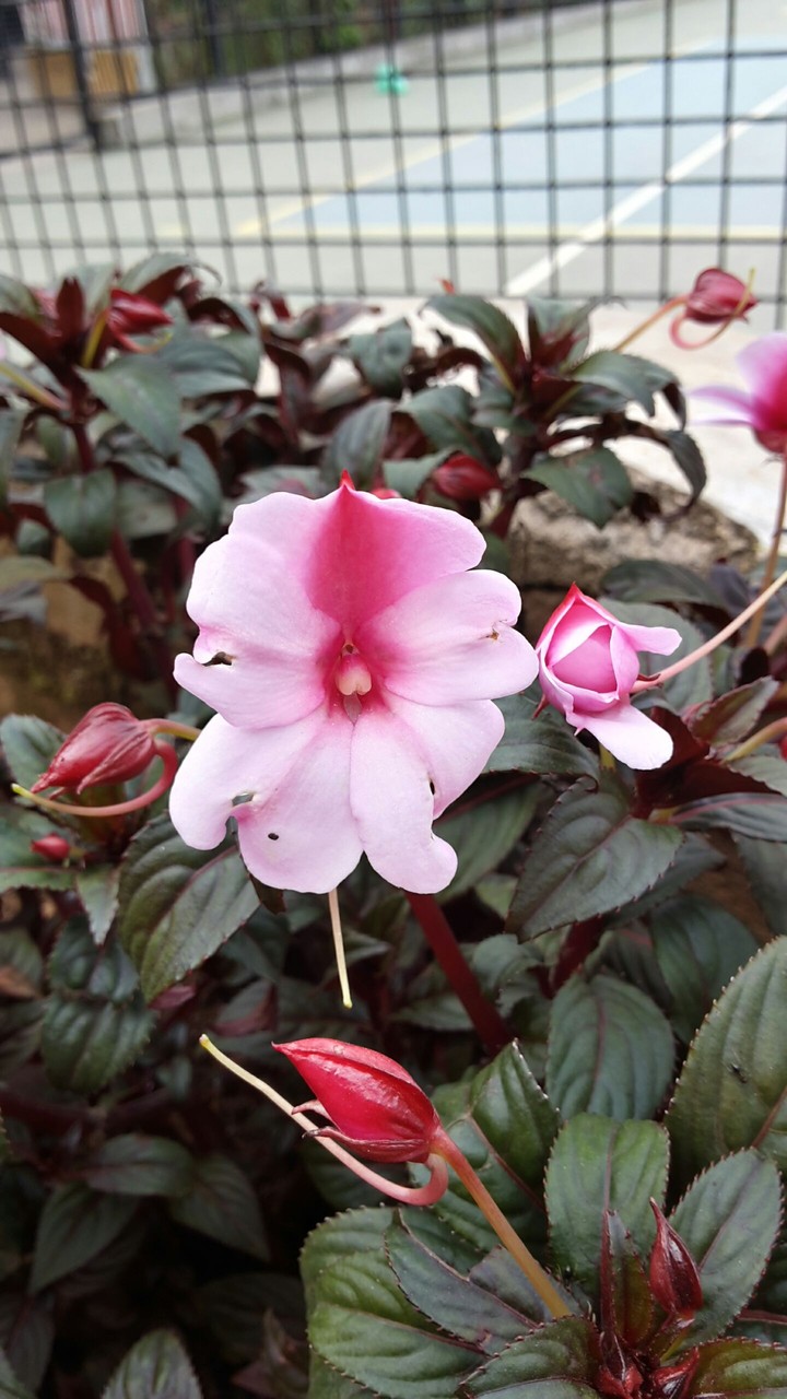 pink and pink