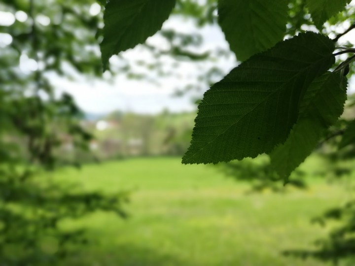 Leaf