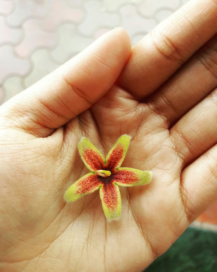 Pretty in palm.