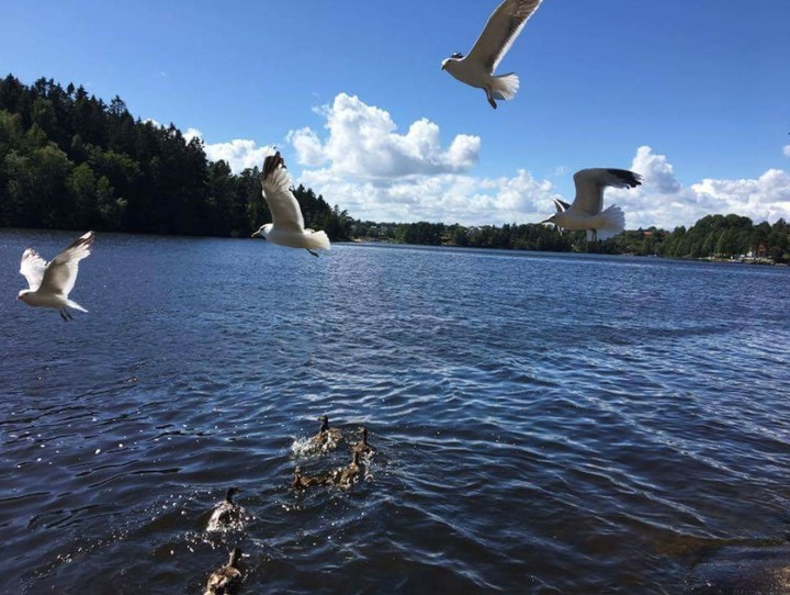 Free Flying