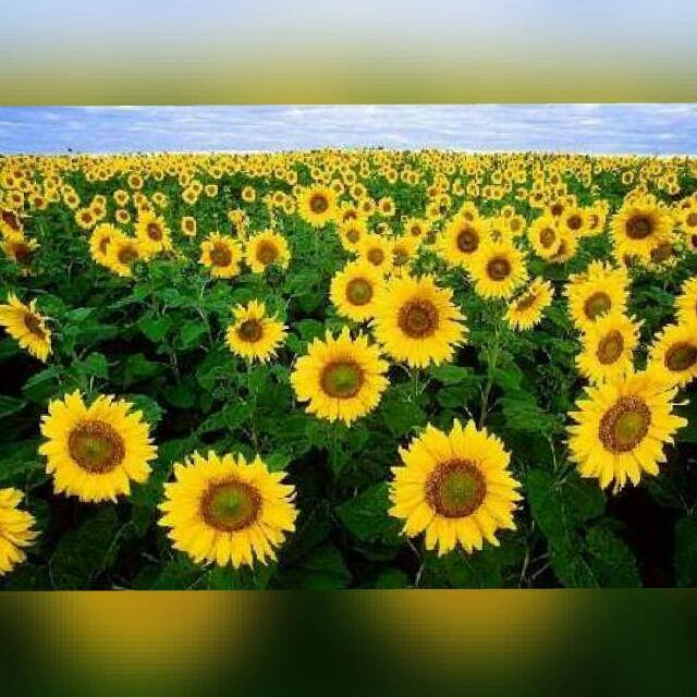 sunflower