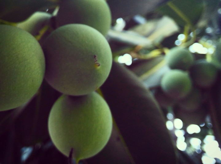 Green fruit