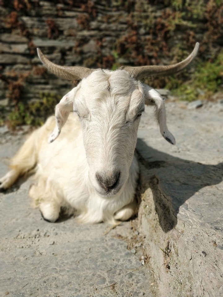 goat