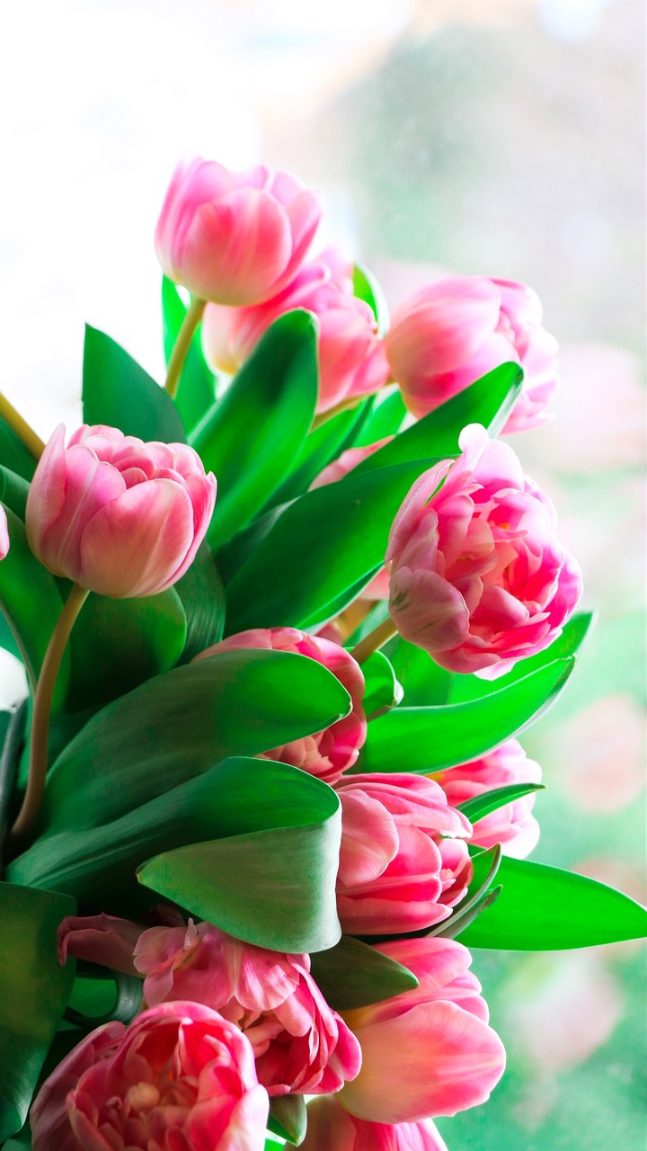 tulips