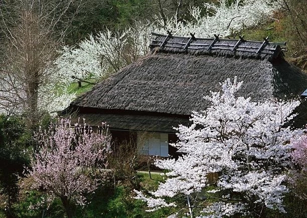 cherry blossoms & thatched cottage