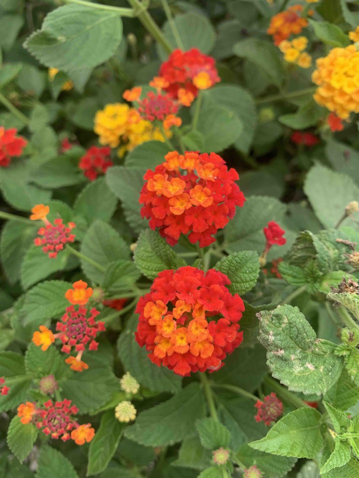 flowers