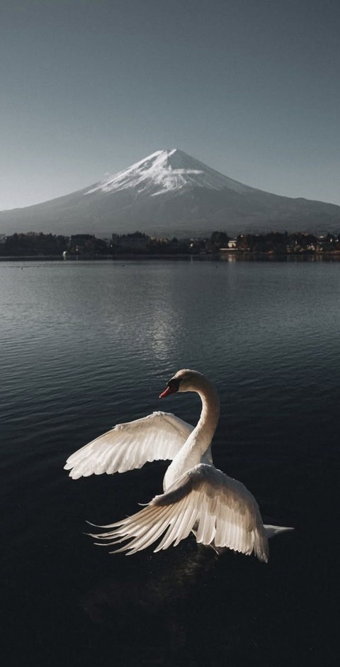 тапети bird, ducks