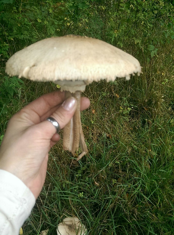 big mushrooms