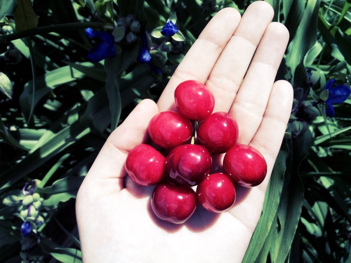 Cherry