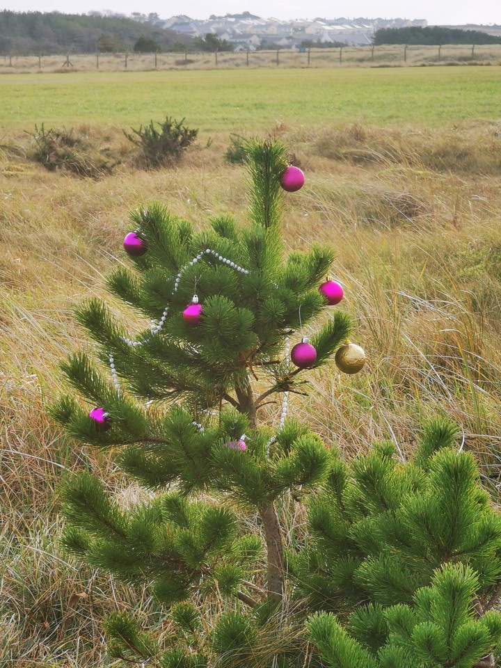 wild xmas tree