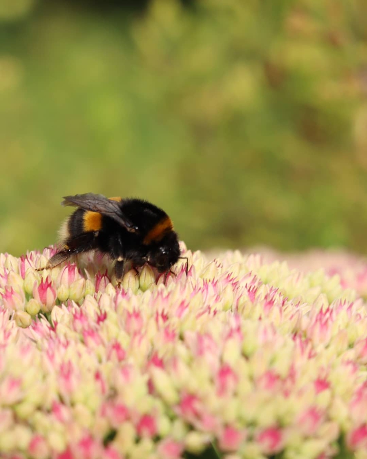 #Hummel