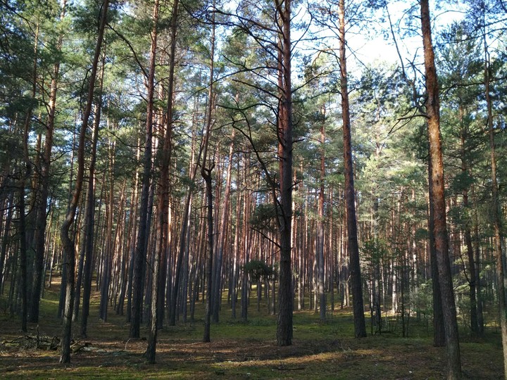 лес