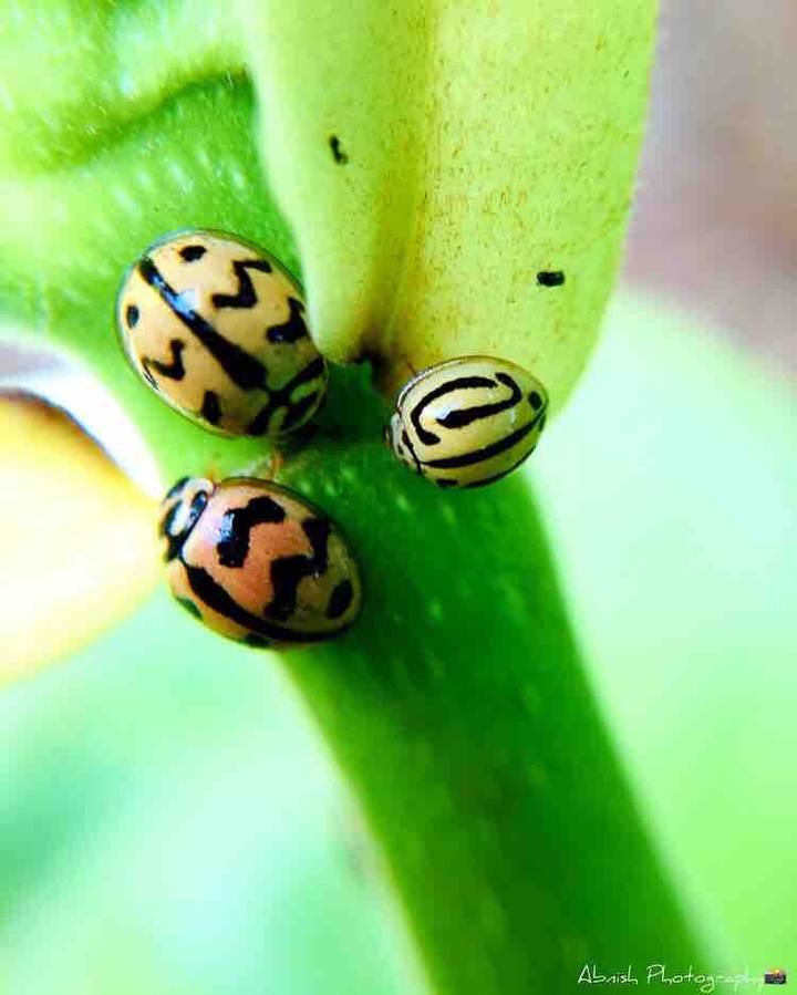 Ladybug