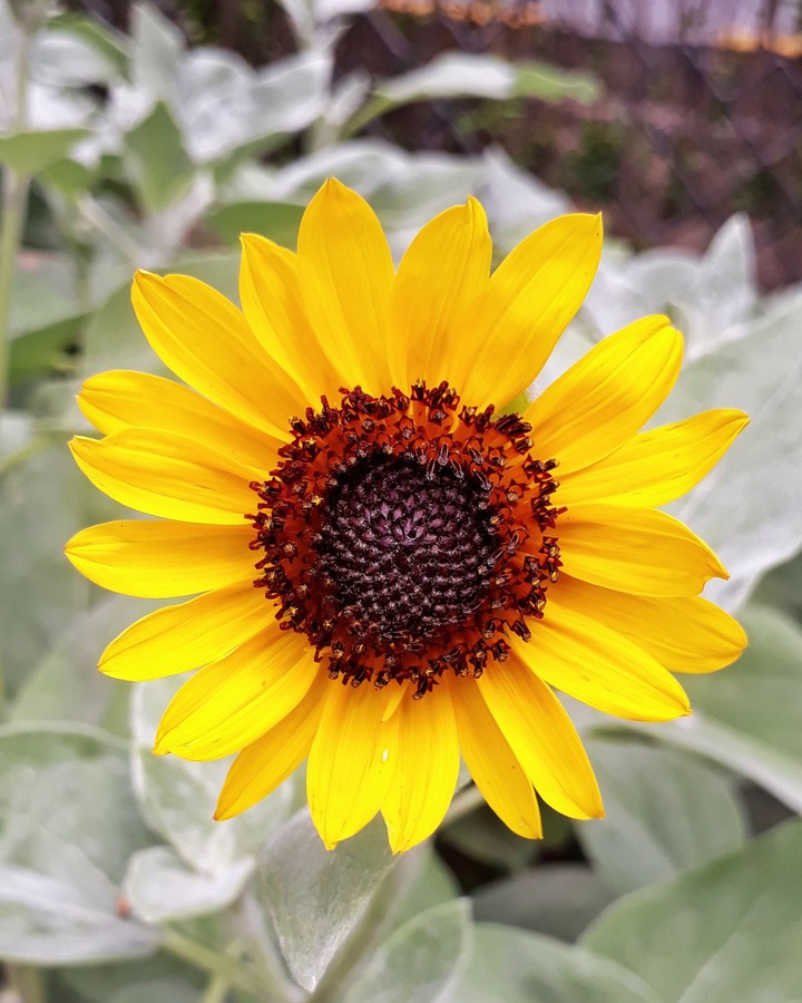 sunflower close-up