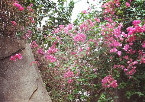 Cherry Blossms