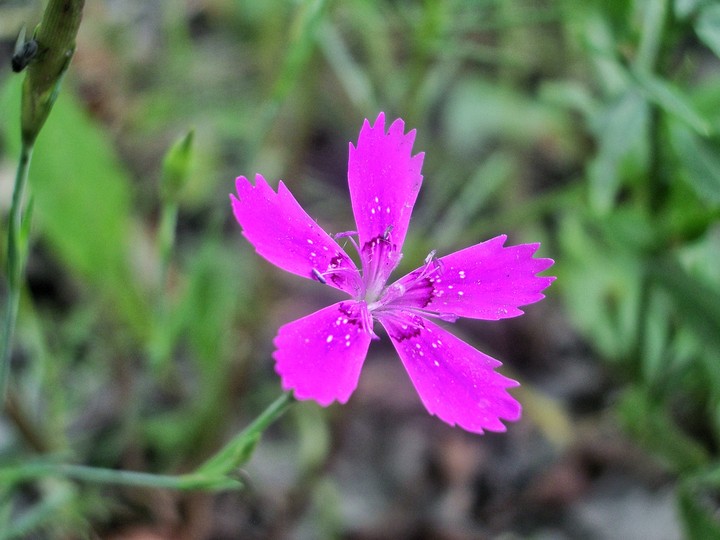природа, лес, цветы