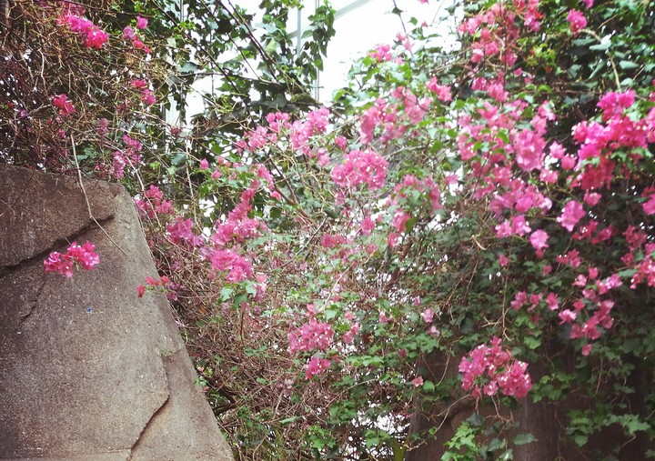 Cherry Blossms