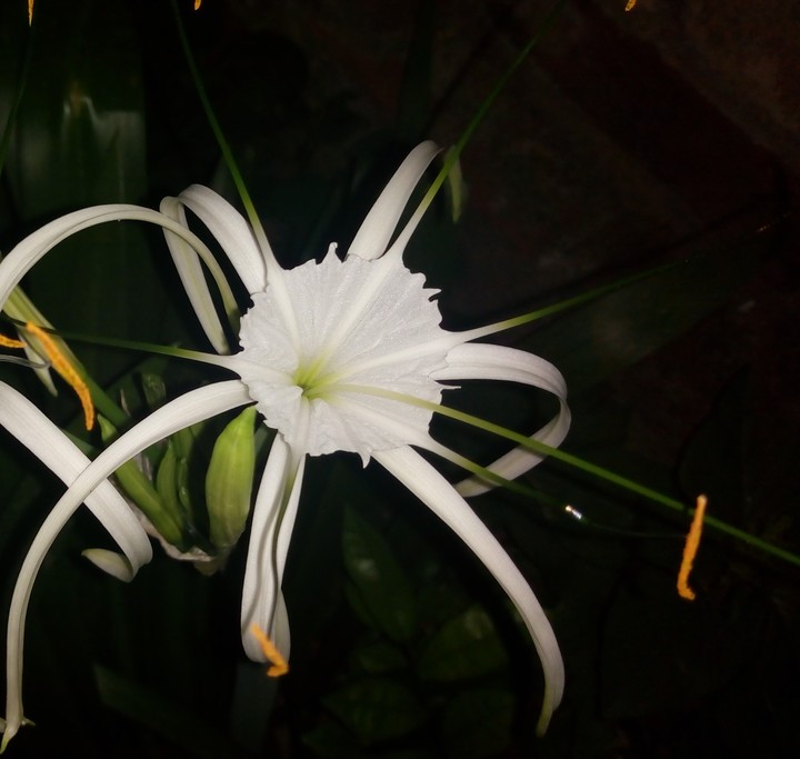 Lily flower
