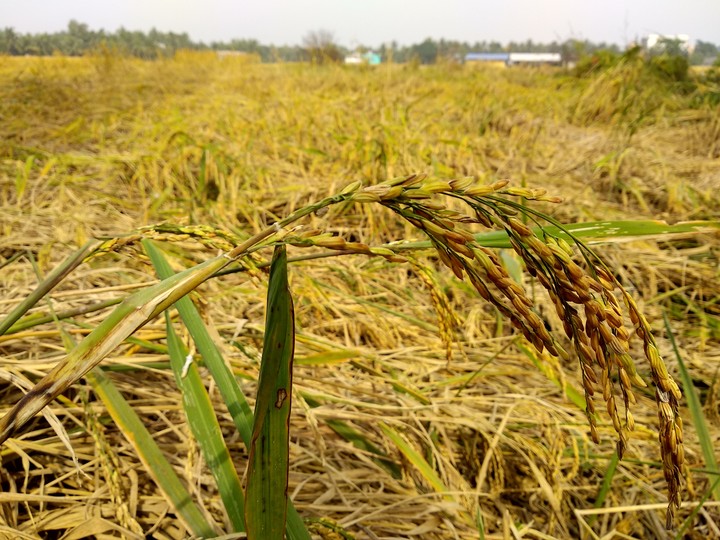 Golden Rice