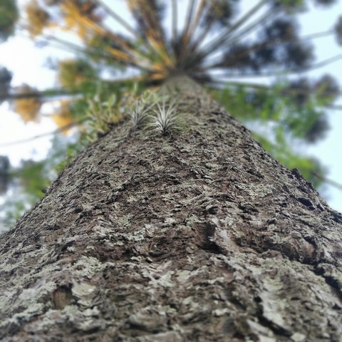 Araucaria