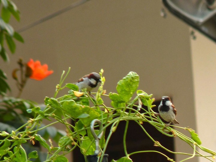 house sparrows
