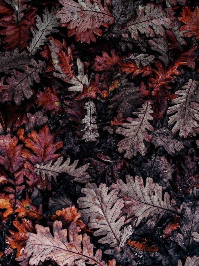 Autumn Charming