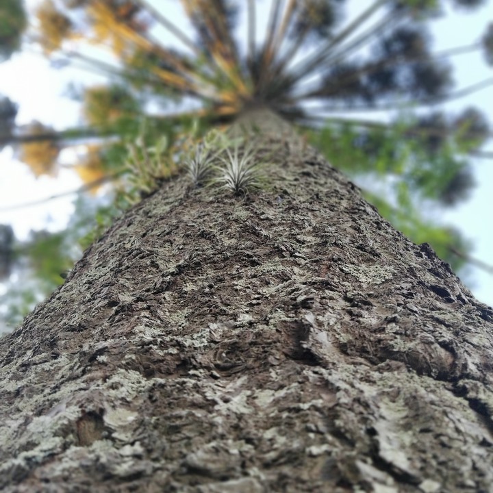 Araucaria
