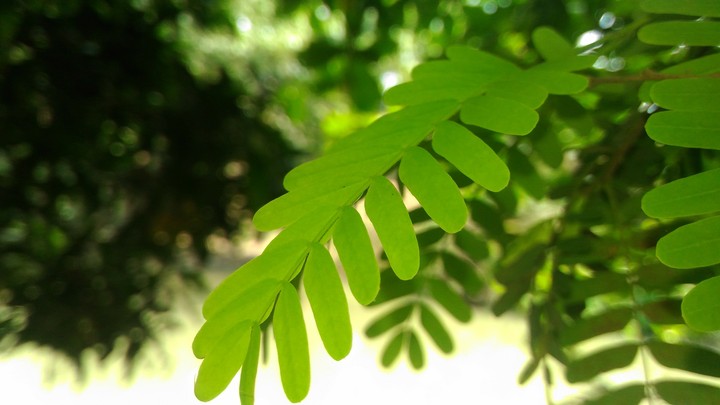 #tamarind