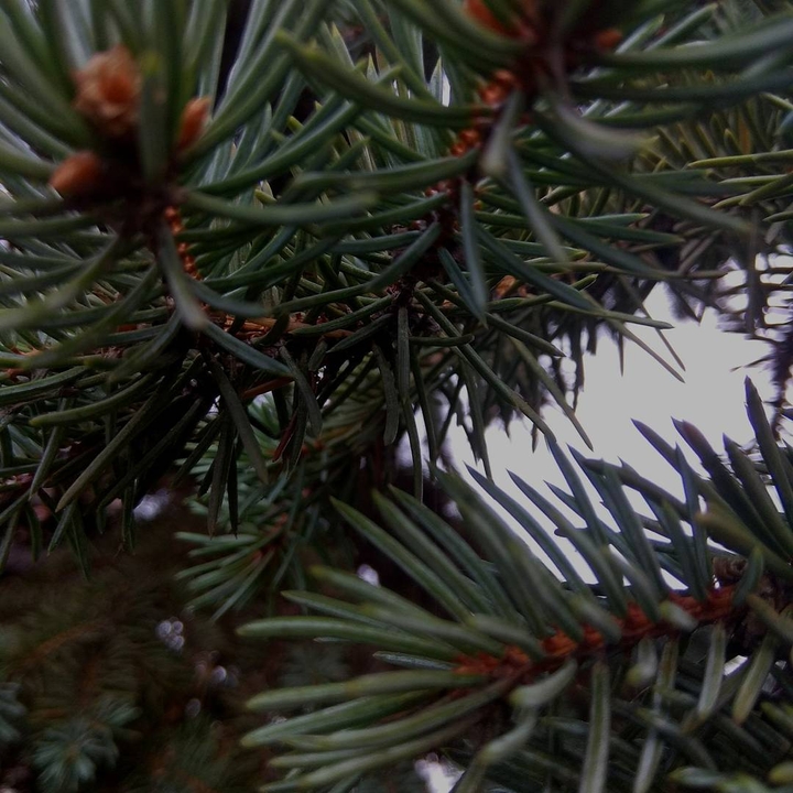 blue Christmas tree