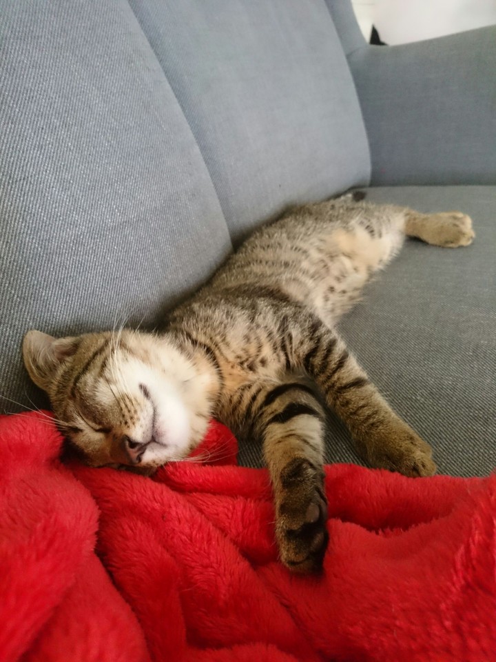 Cat and Red