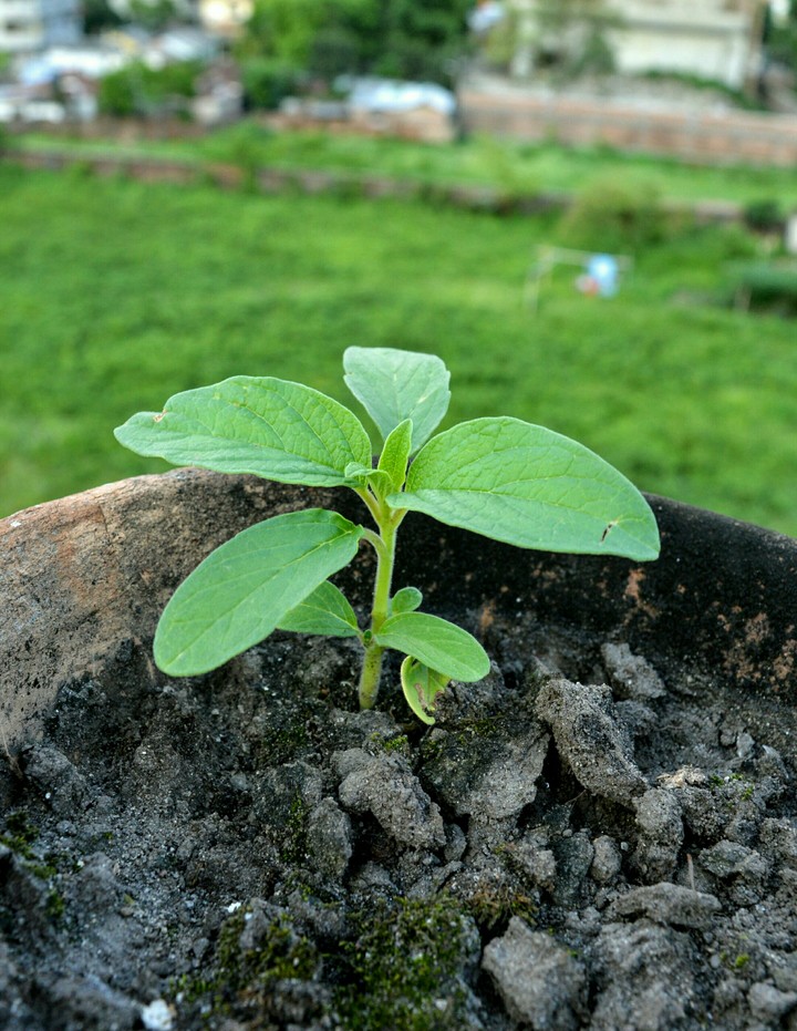 Let Me Grow