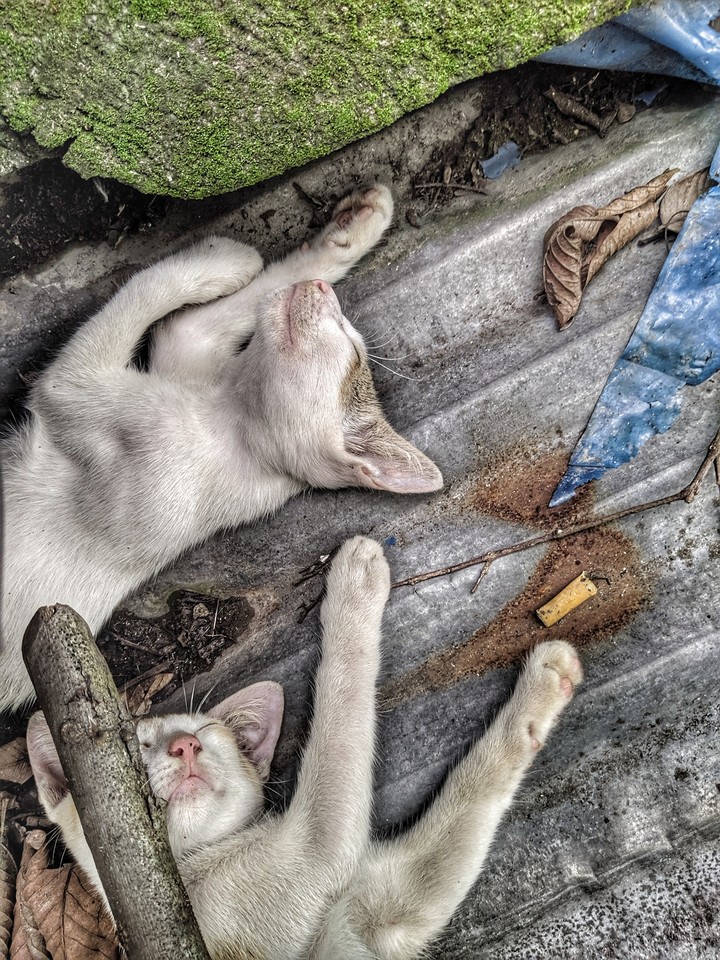 Sleeping Cats
